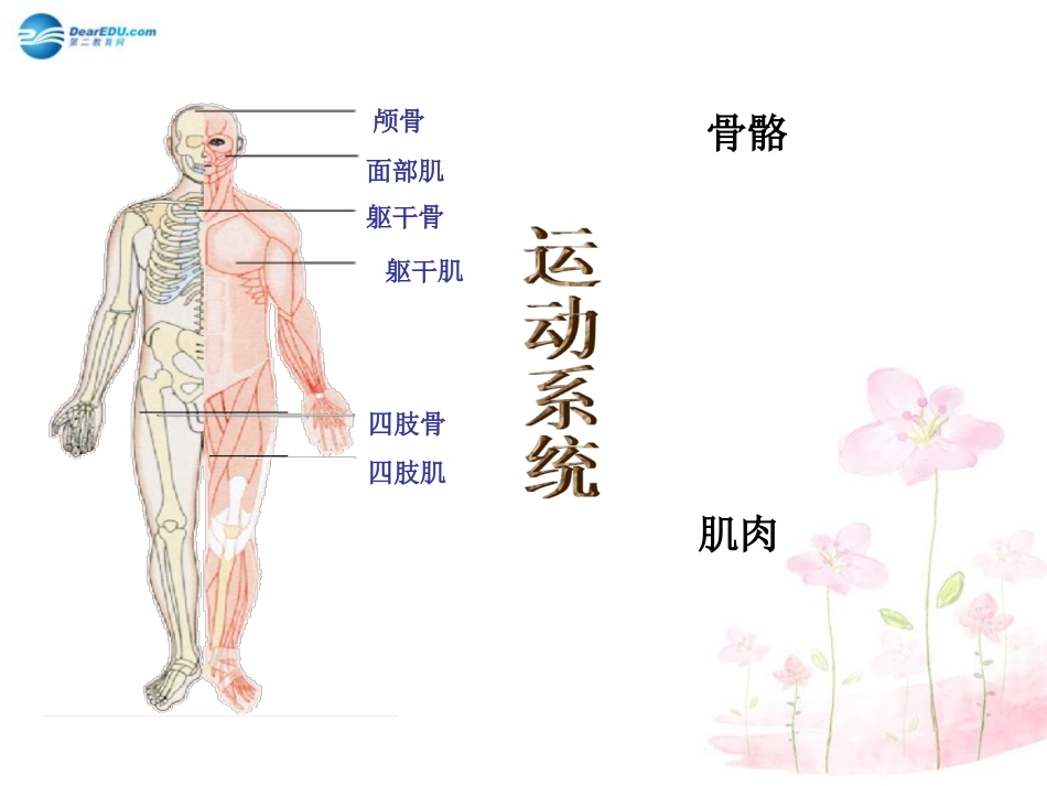 七年级生物下册 第八章 第三节 人体概述课件1 （新版）苏教版_第3页