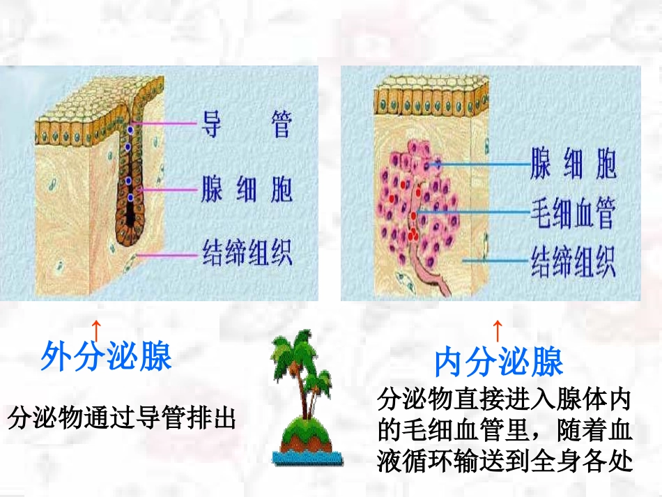 七年级生物下册 第十二章 第一节 人体的激素调节课件2 （新版）苏教版_第2页