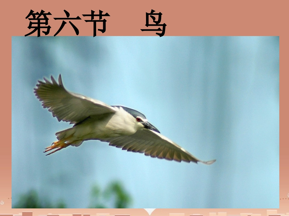 山东省龙口市诸由观镇诸由中学八年级生物上册 1.6 鸟类课件 （新版）新人教版_第1页