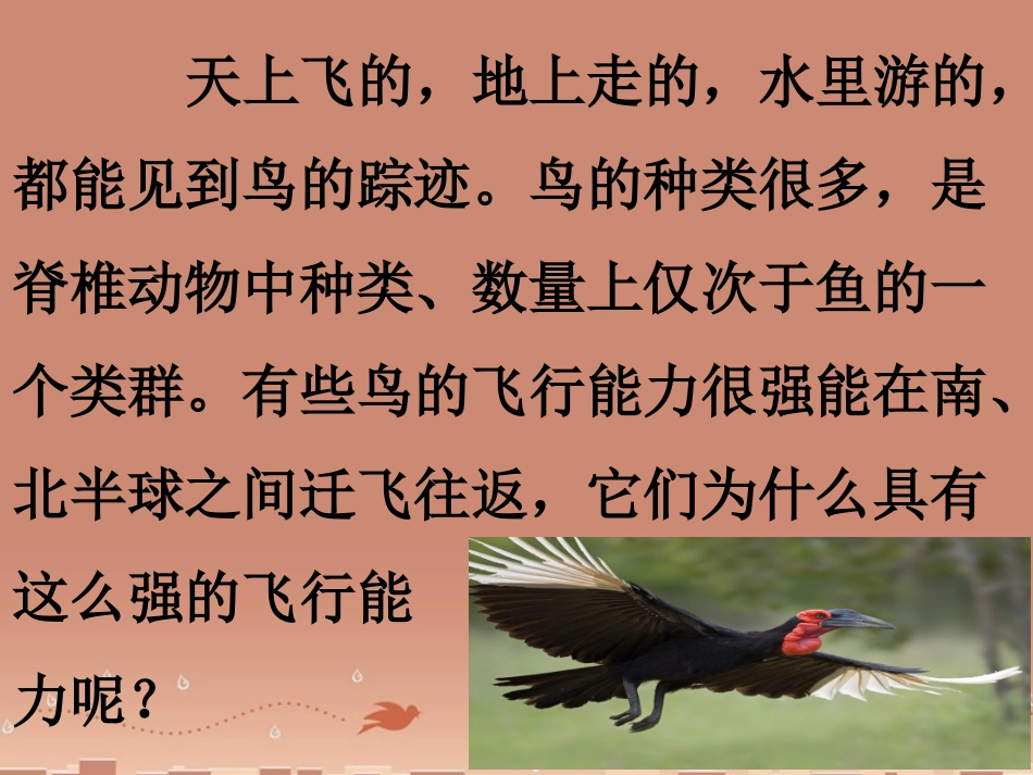 山东省龙口市诸由观镇诸由中学八年级生物上册 1.6 鸟类课件 （新版）新人教版_第2页