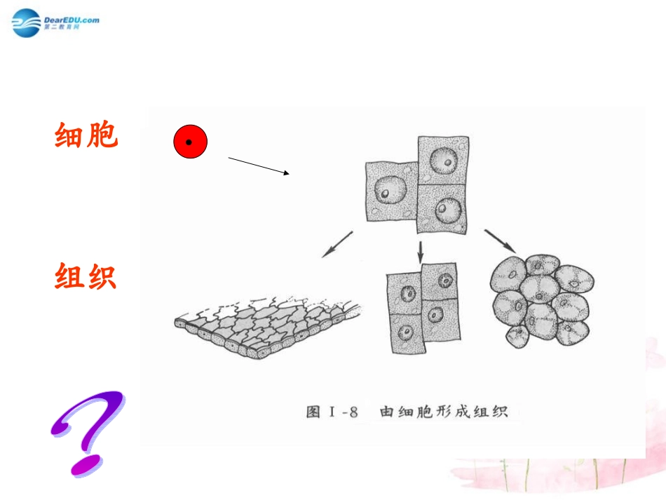 七年级生物上册 第4章 第2节 生物体的器官和系统课件3. 北师大版_第3页