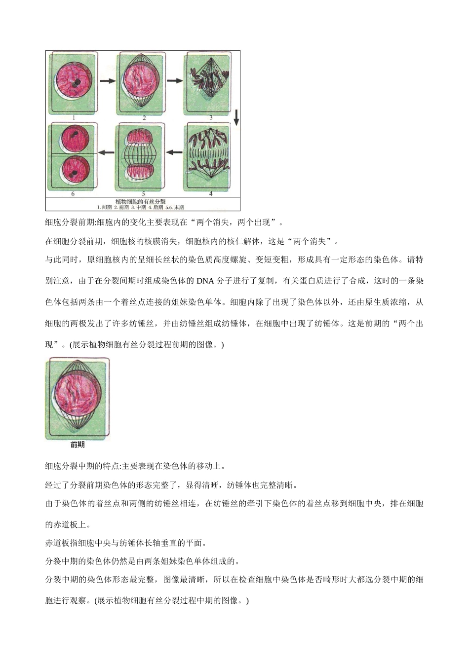 高中生物细胞的增殖教案(1)中图版 必修1_第3页