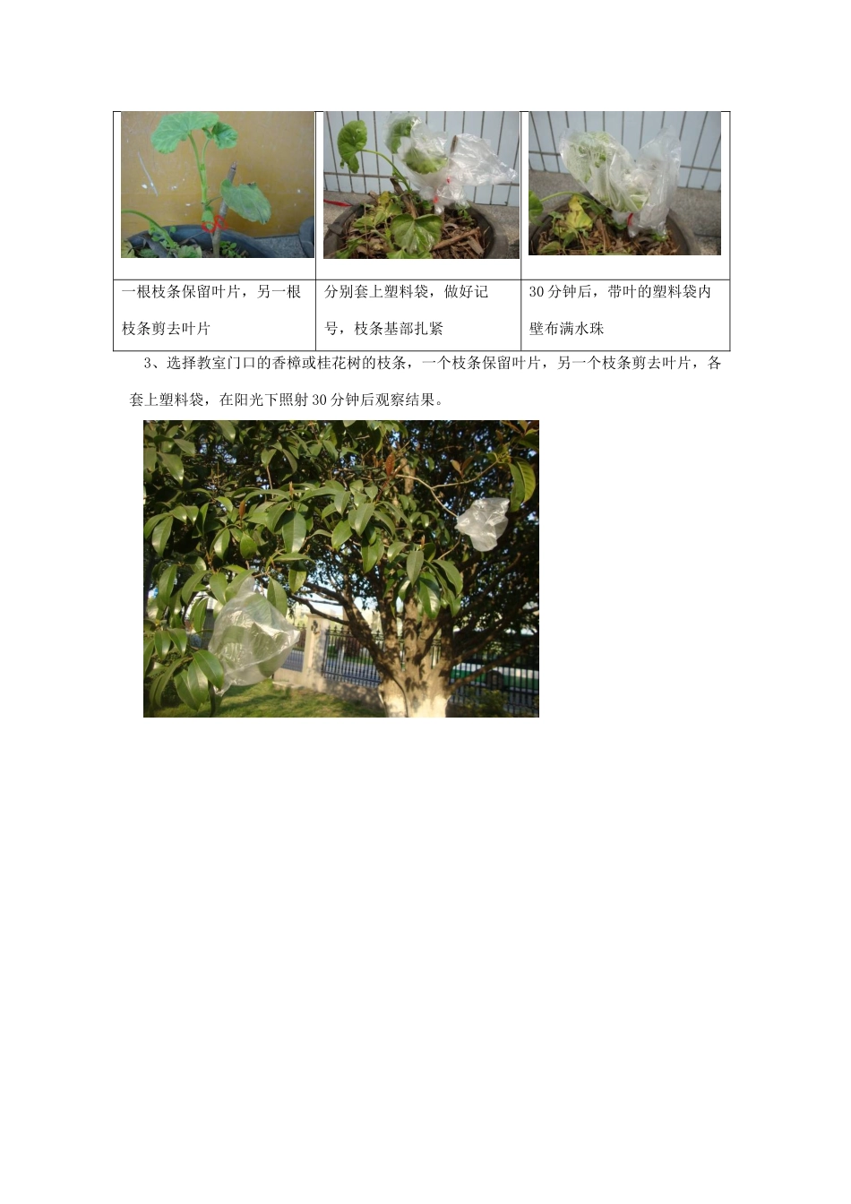 江西省信丰县黄泥中学中考生物实验汇总复习 探究绿色植物蒸腾作用的器官是叶片吗教学设计_第3页