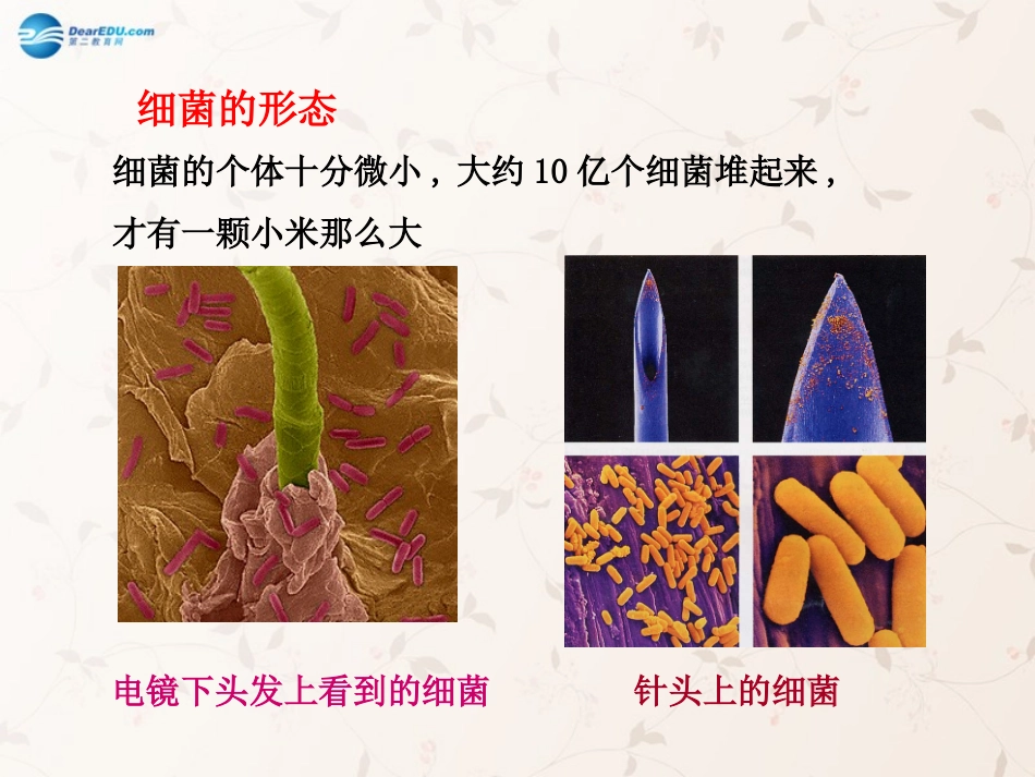 八年级生物上册 5.4.2 细菌课件4 （新版）新人教版_第2页