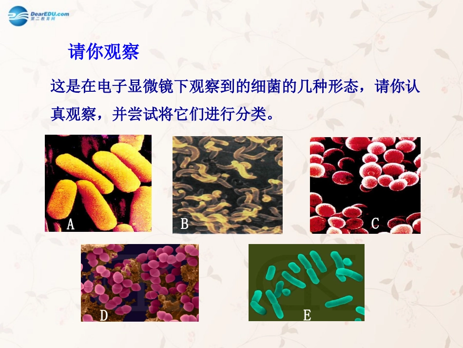 八年级生物上册 5.4.2 细菌课件4 （新版）新人教版_第3页
