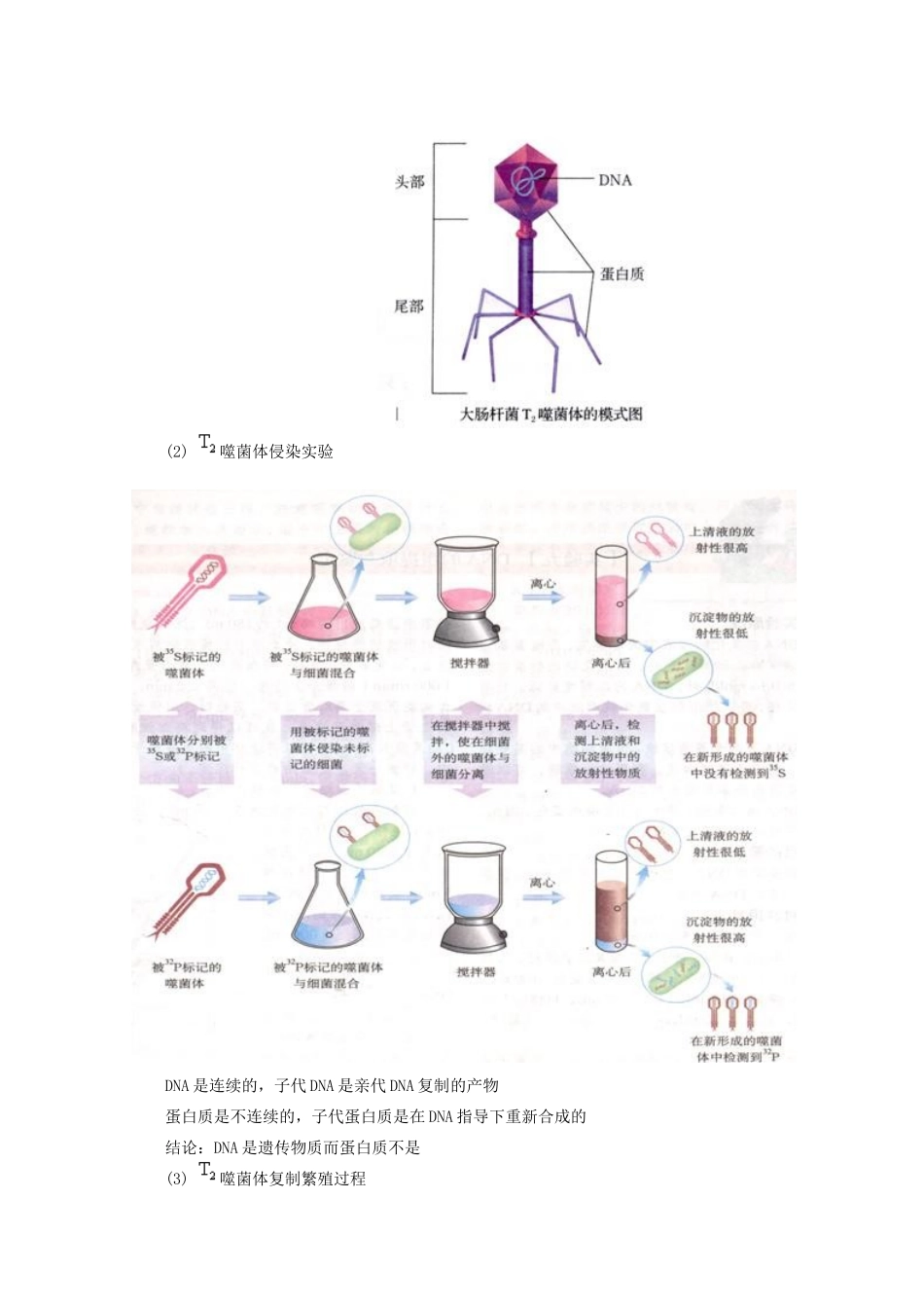 高中生物：第4章《遗传的分子基础》教案苏教版必修2_第3页