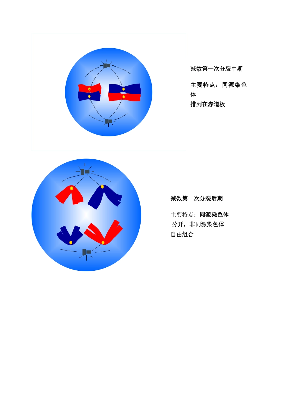 高中生物 《减数分裂和受精作用》教案9 新人教版必修2_第3页