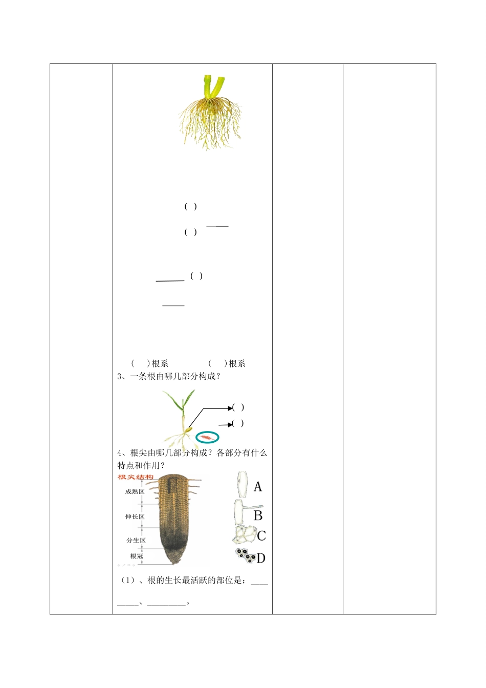 八年级生物上册 第4单元 第1章 第5节 根的结构与功能（第2课时）教案2 （新版）济南版_第2页