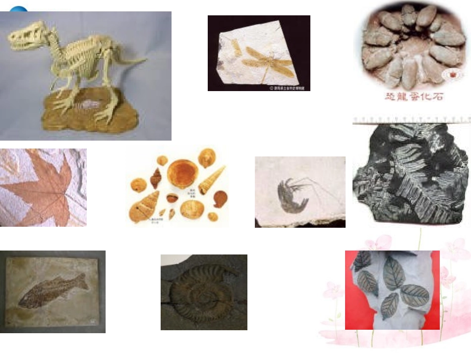 八年级生物下册 第21章 第二节 生物的进化课件2 （新版）北师大版_第2页