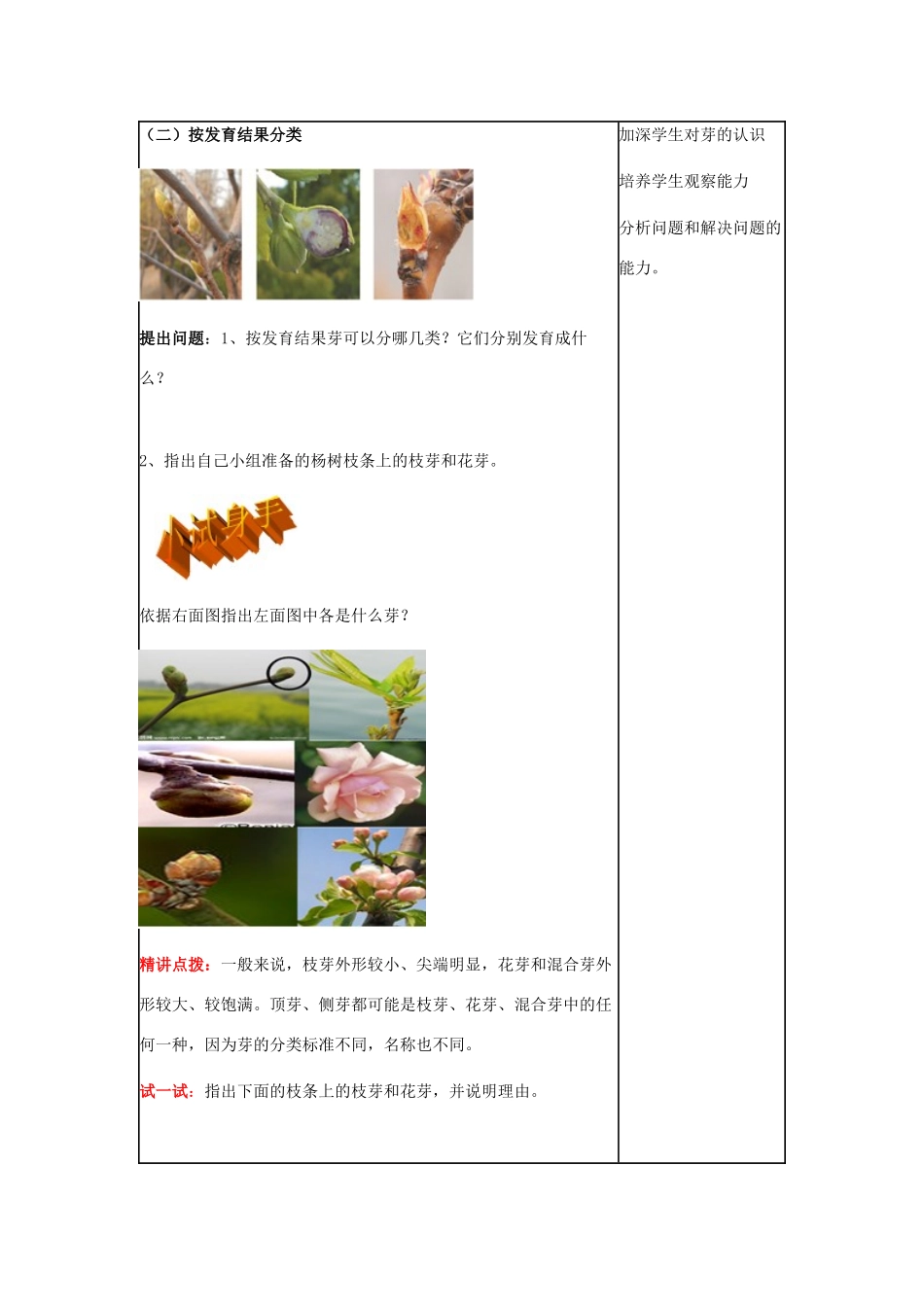 八年级生物上册 第四单元 第一章 第六节《芽的类型和发育》教学设计 济南版-济南版初中八年级上册生物教案_第3页