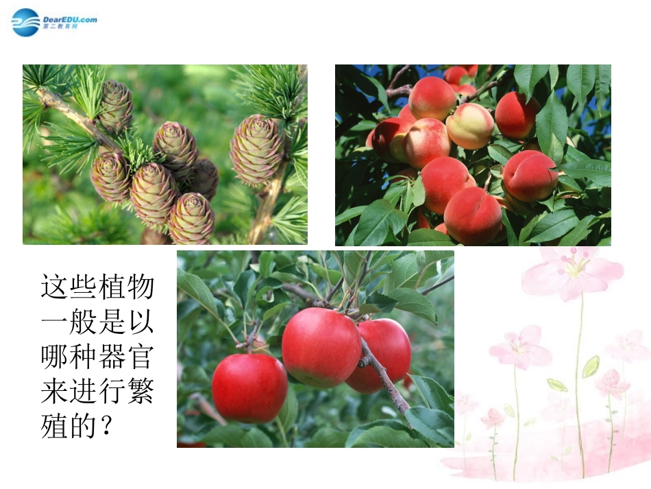 八年级生物下册 第22章 第三节 植物的主要类群课件2 （新版）北师大版_第3页