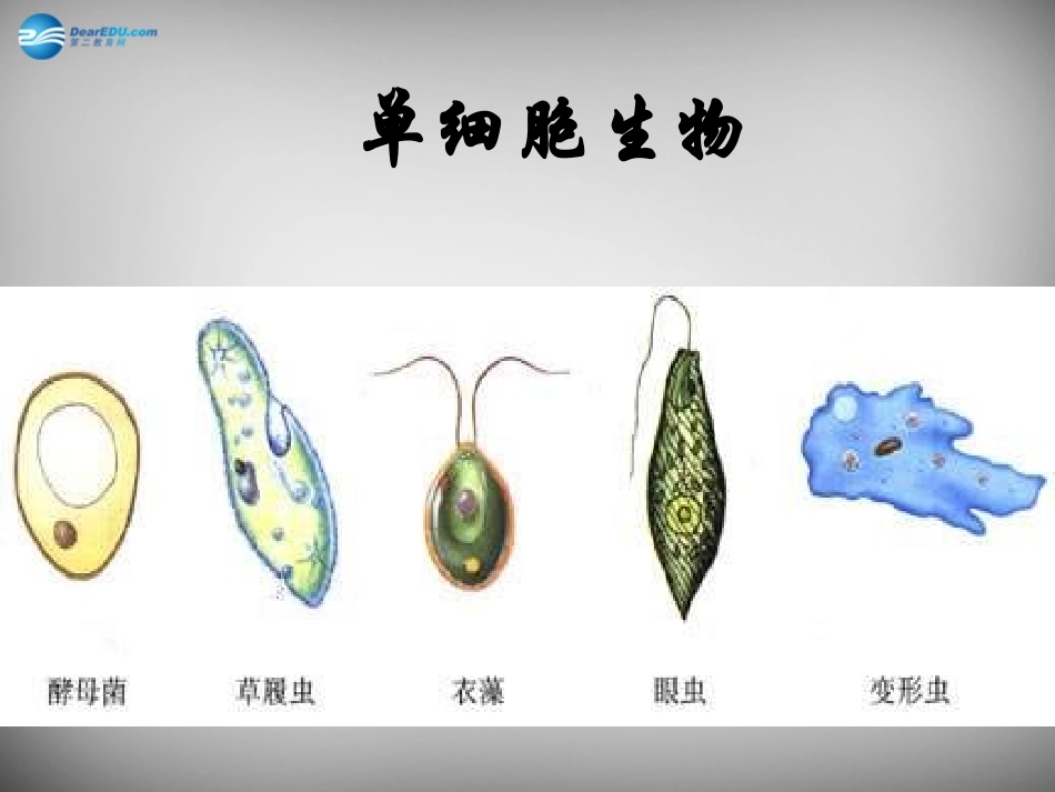 安徽省长丰县下塘实验中学七年级生物上册《2.2.4 单细胞生物》课件 （新版）新人教版_第1页