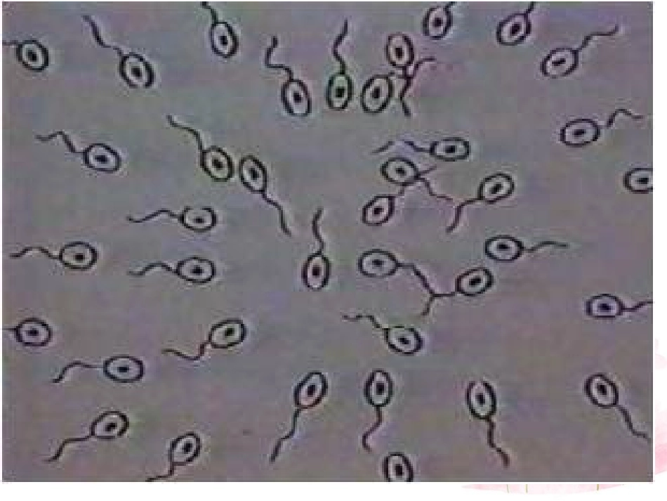 八年级生物下册 第21章 第二节 生物的进化课件4 （新版）北师大版_第2页