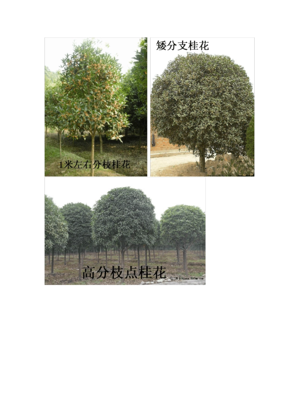 常规苗木苗圃种植规划_第3页