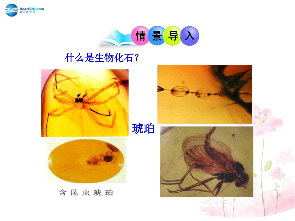 八年级生物下册 第21章 第二节 生物的进化课件1 （新版）北师大版_第2页