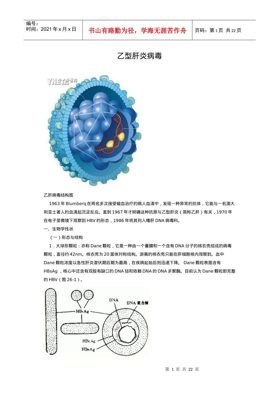 乙型肝炎病毒概述_第1页