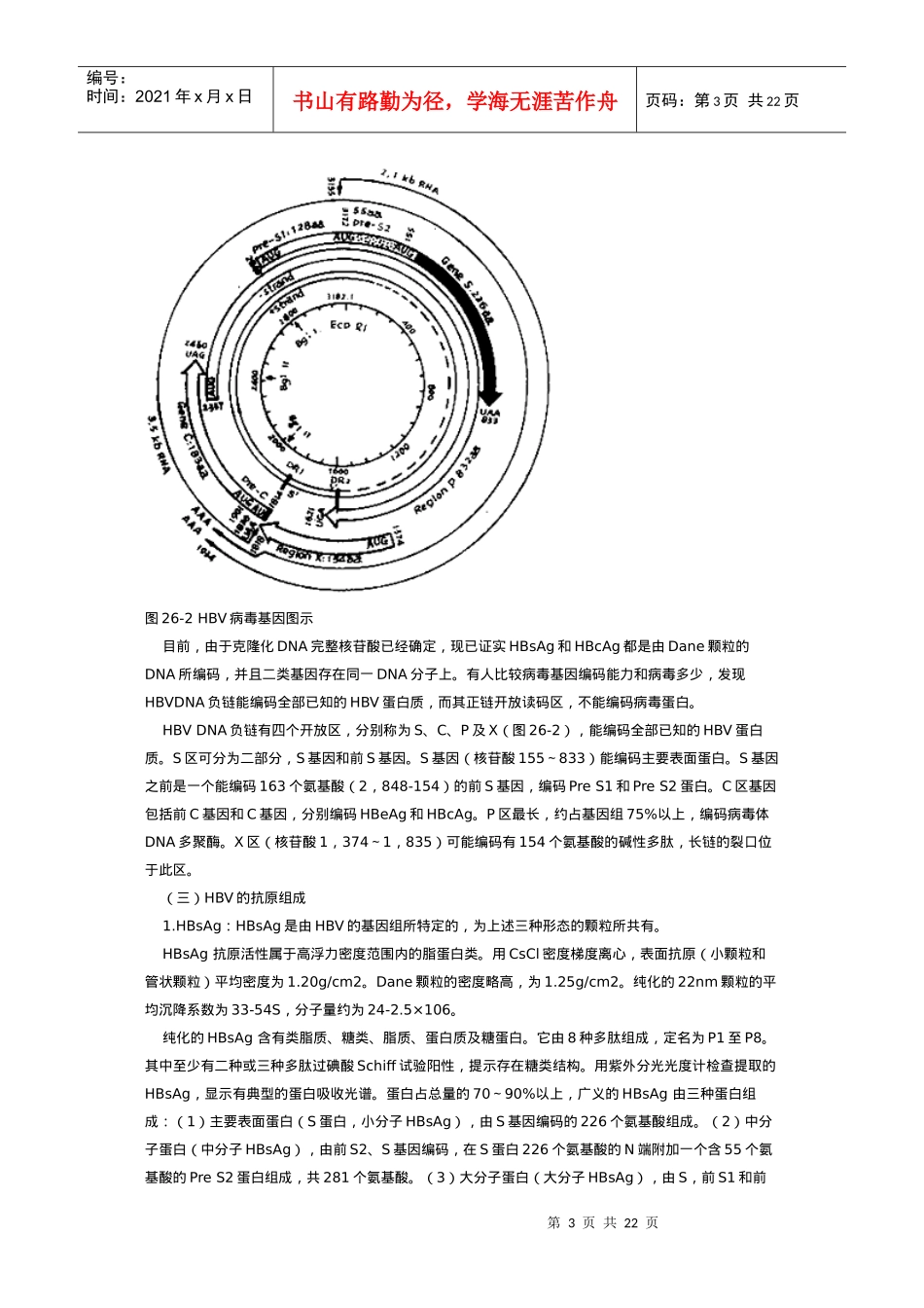 乙型肝炎病毒概述_第3页