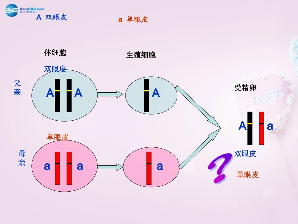 湖南省长沙市长郡芙蓉中学八年级生物下册《7.2.3 基因的显性和隐性》课件 新人教版_第2页