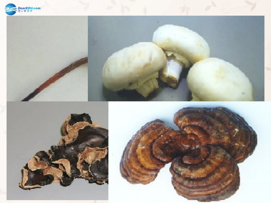 八年级生物上册 5.4.1 细菌和真菌的分布课件4 （新版）新人教版_第3页