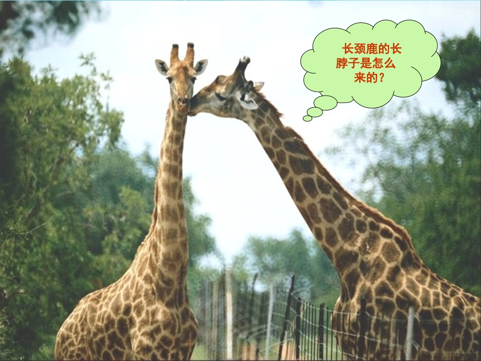 江苏省太仓市第二中学八年级生物下册 22.3 生物进化的原因课件5 苏科版_第2页