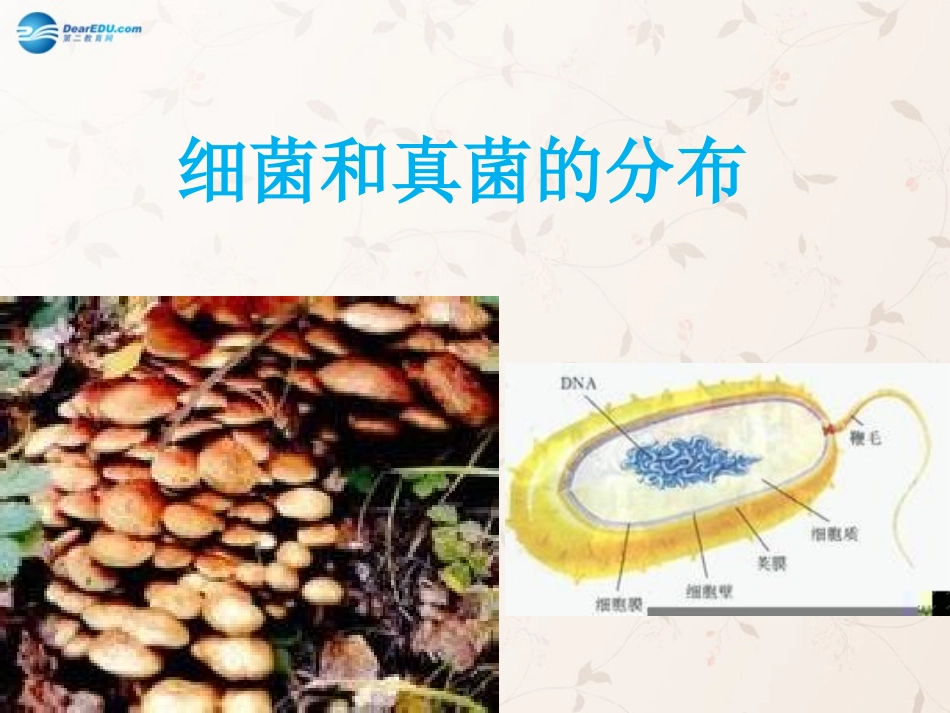 八年级生物上册 5.4.1 细菌和真菌的分布课件2 （新版）新人教版_第1页