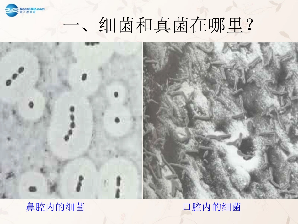 八年级生物上册 5.4.1 细菌和真菌的分布课件2 （新版）新人教版_第2页