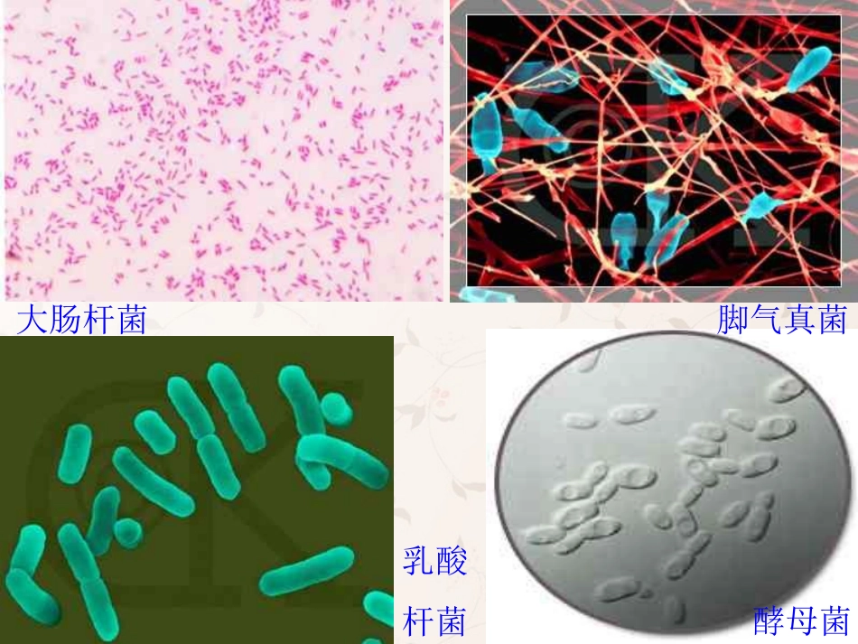 八年级生物上册 5.4.1 细菌和真菌的分布课件2 （新版）新人教版_第3页