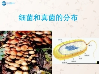 八年级生物上册 5.4.1 细菌和真菌的分布课件2 （新版）新人教版
