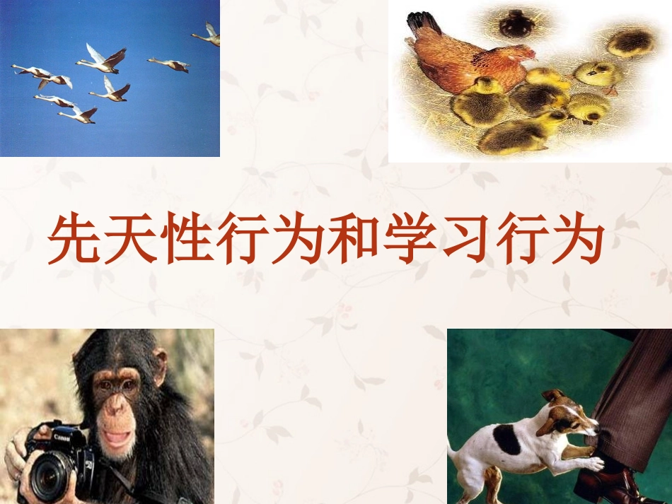 八年级生物上册 5.2.2 先天性行为和学习行为课件2 （新版）新人教版_第1页