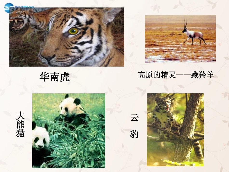 八年级生物上册 6.3 保护生物的多样性课件4 （新版）新人教版_第3页