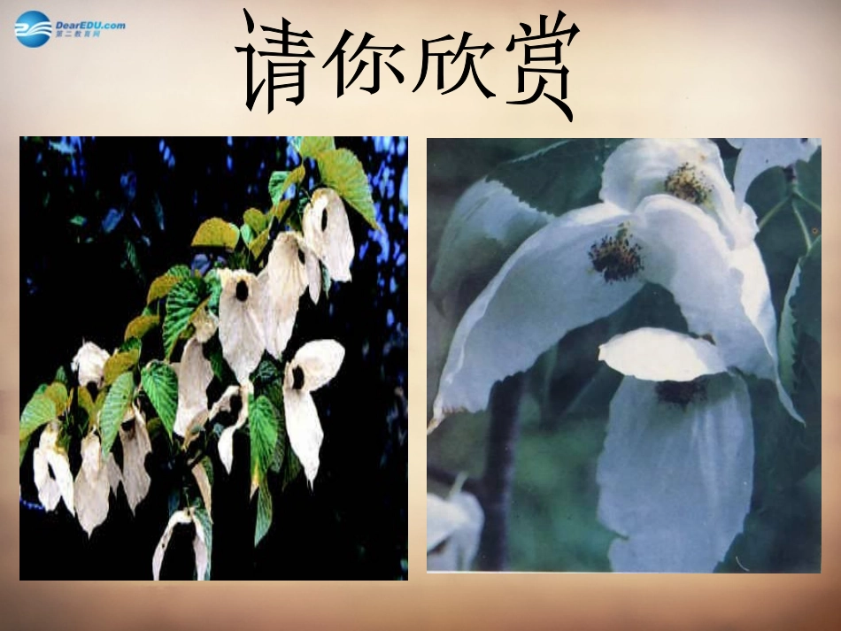 山东省邹平县实验中学八年级政治下册《第十三课 第一框 关爱大自然 从我做起》课件 鲁教版_第3页