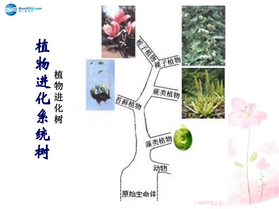 八年级生物下册 第22章 第三节 植物的主要类群课件4 （新版）北师大版_第3页