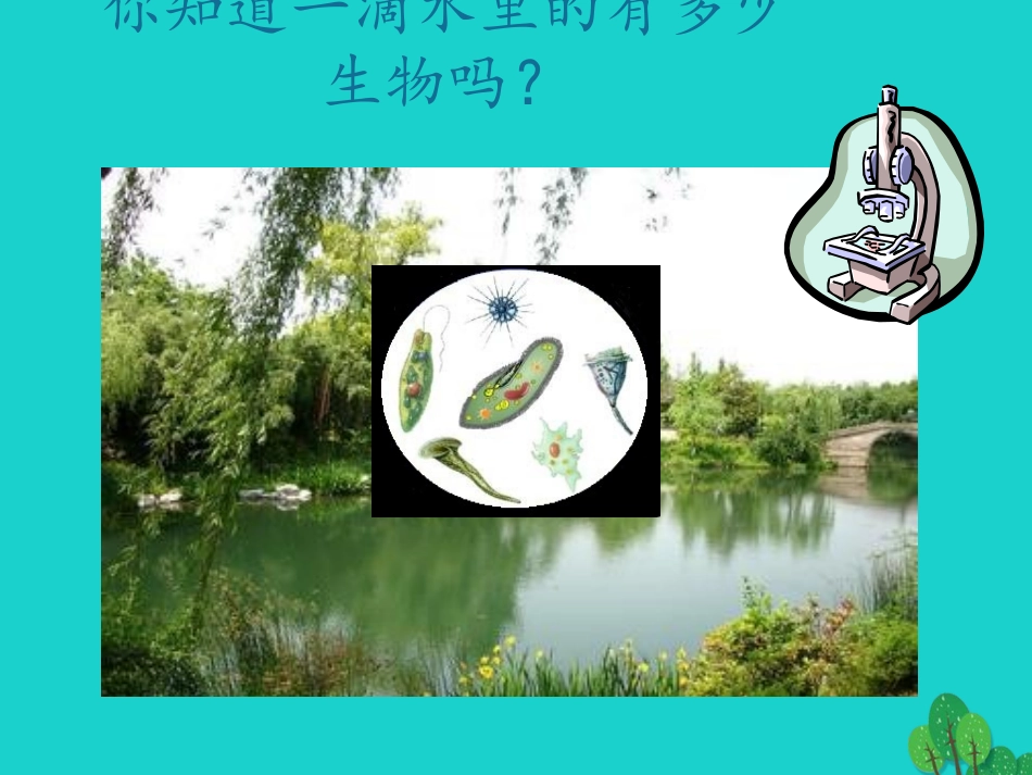 广东省东莞市万江第三中学七年级生物上册 第二单元 第二章 第四节 单细胞生物课件 （新版）新人教版_第2页