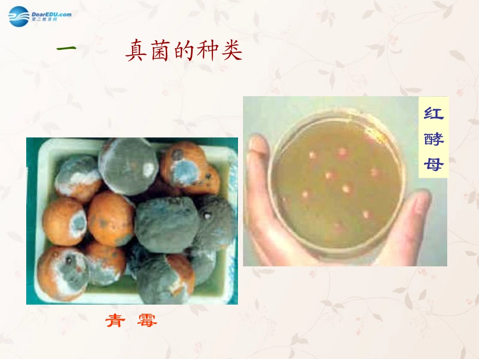 八年级生物上册 5.4.3 真菌课件2 （新版）新人教版_第3页
