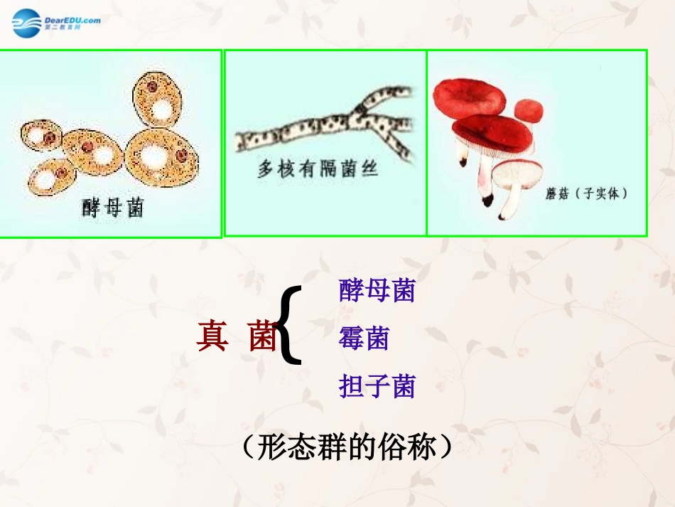 八年级生物上册 5.4.3 真菌课件4 （新版）新人教版_第3页