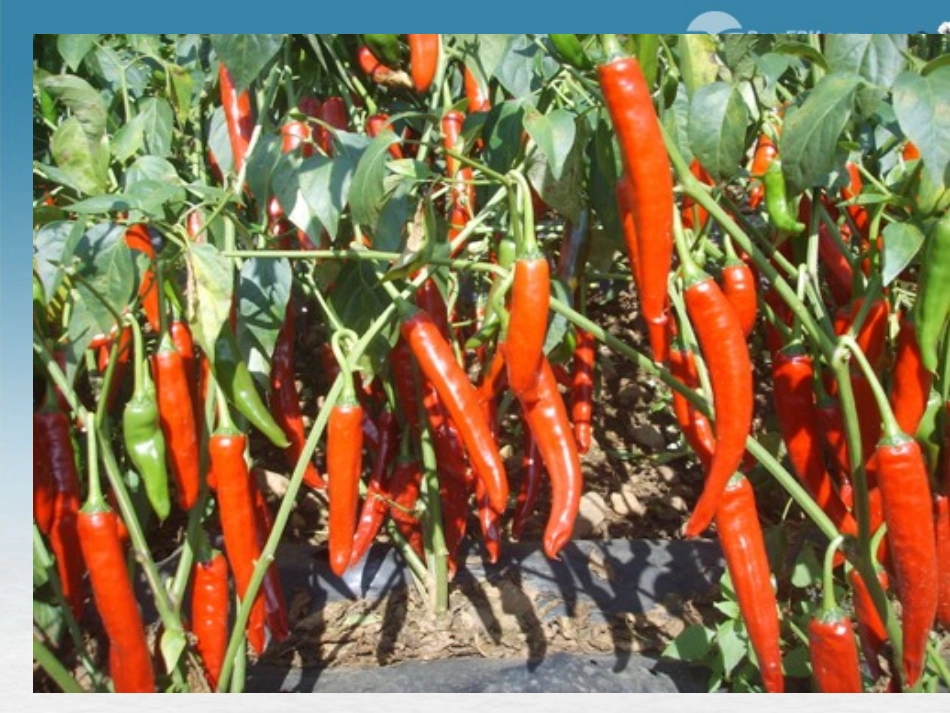 湖北省大冶市还地桥镇南湾初级中学七年级生物上册 第三单元《种子植物》课件3 新人教版_第2页