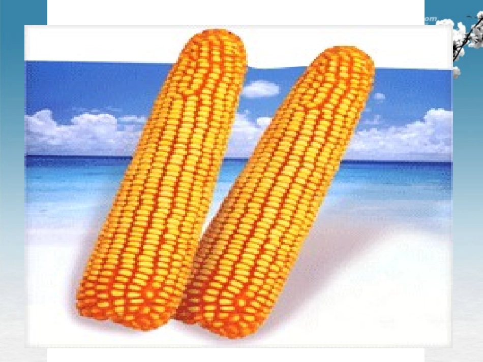 湖北省大冶市还地桥镇南湾初级中学七年级生物上册 第三单元《种子植物》课件3 新人教版_第3页