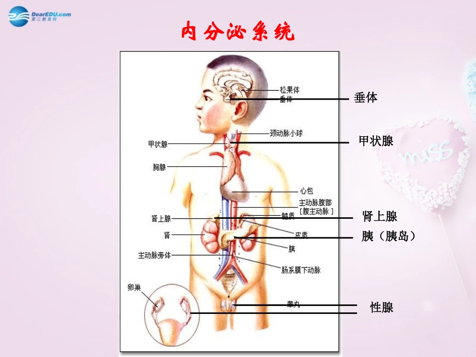 湖南省长沙市长郡芙蓉中学七年级生物下册《4.6.4 激素调节课件》课件 新人教版_第2页