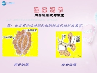 湖南省长沙市长郡芙蓉中学七年级生物下册《4.6.4 激素调节课件》课件 新人教版