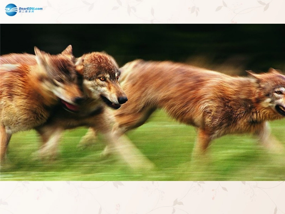 八年级生物上册 5.2.1 动物的运动课件2 （新版）新人教版_第3页