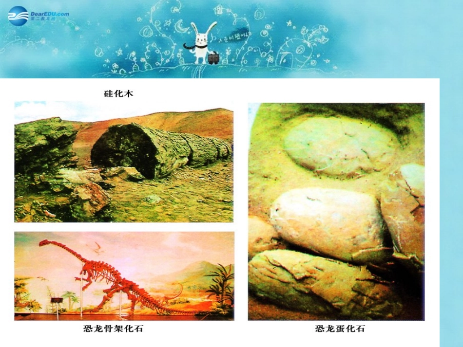 江苏省太仓市第二中学八年级生物下册 22.2 生物进化的历程课件 苏科版_第3页