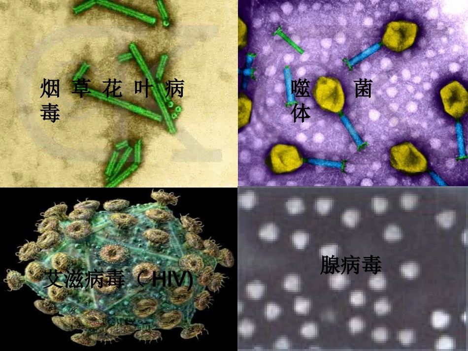 八年级生物上册 5.5 病毒课件2 （新版）新人教版_第2页