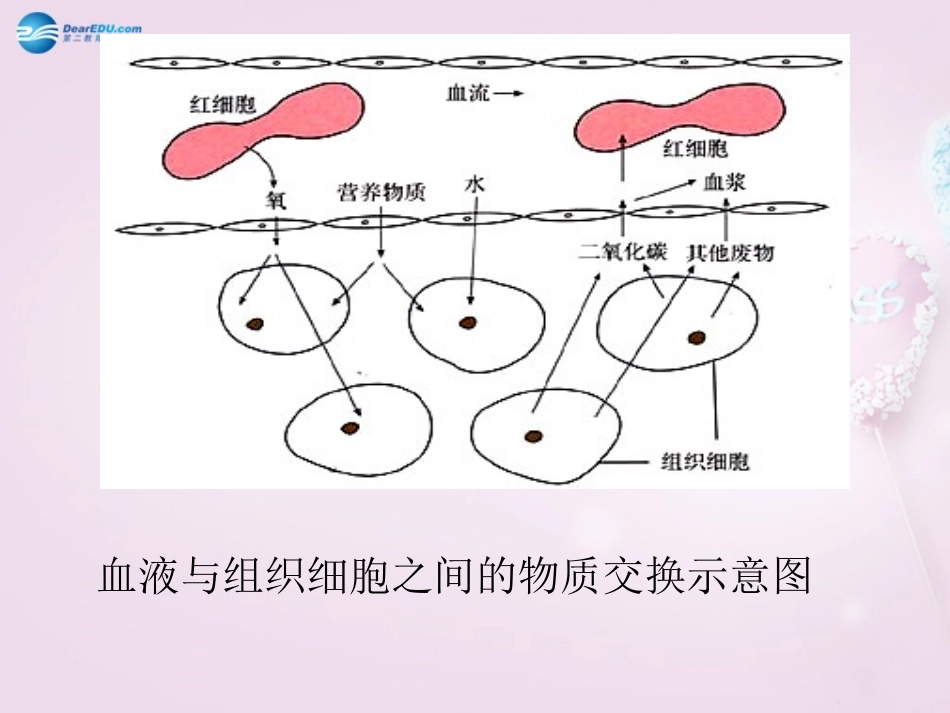 湖南省长沙市长郡芙蓉中学七年级生物下册《4.5.1 尿的形成和排出》课件 新人教版_第2页