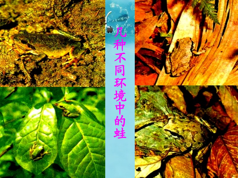 江苏省太仓市第二中学八年级生物下册 22.3 生物进化的原因课件1 苏科版_第3页