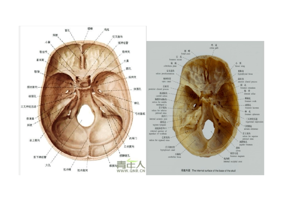 12对脑神经名称_第2页