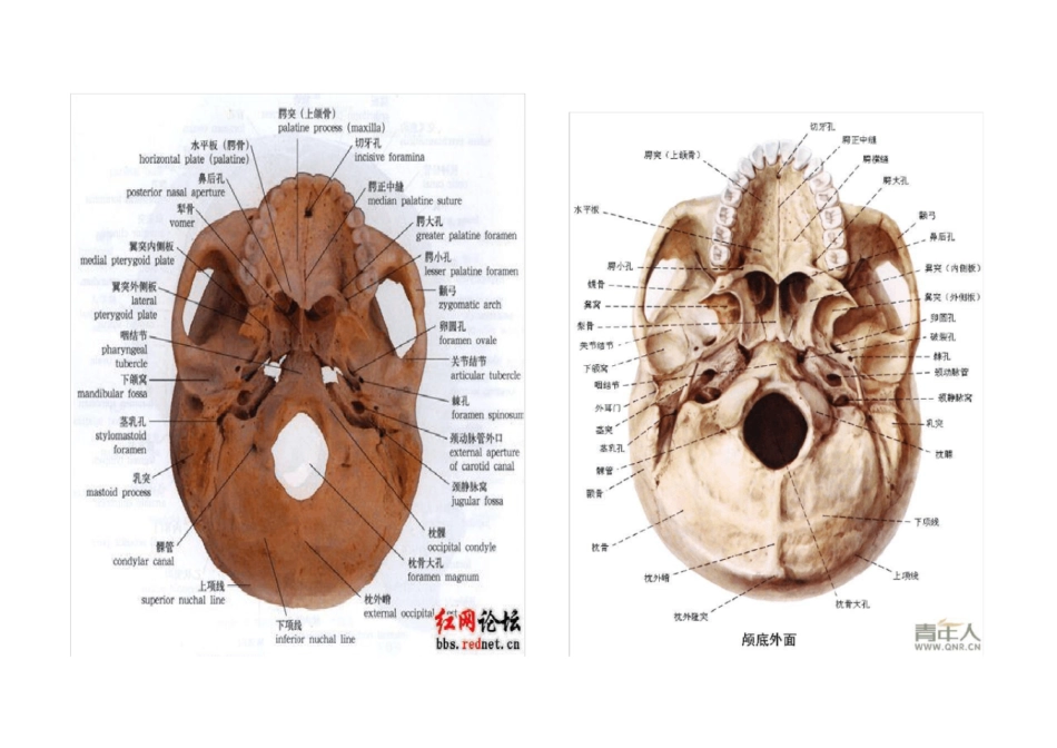 12对脑神经名称_第3页