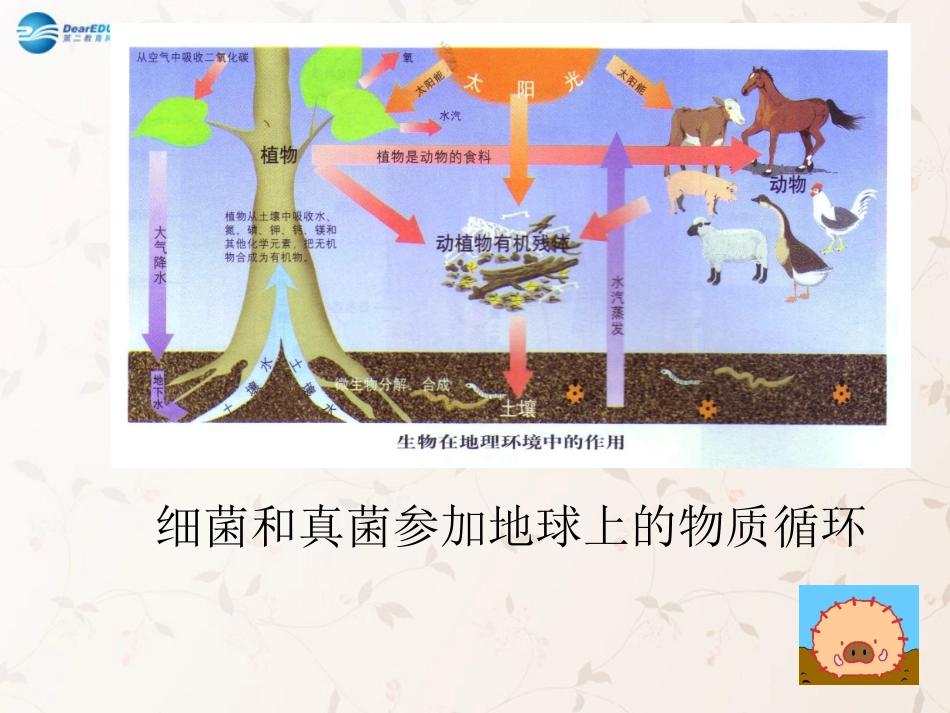 八年级生物上册 5.4.4 细菌和真菌在自然界中的作用课件3 （新版）新人教版_第2页