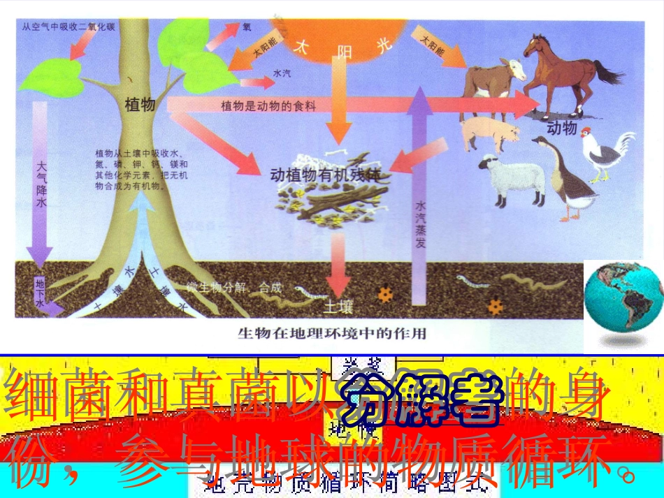 八年级生物上册 5.4.4 细菌和真菌在自然界中的作用课件3 （新版）新人教版_第3页