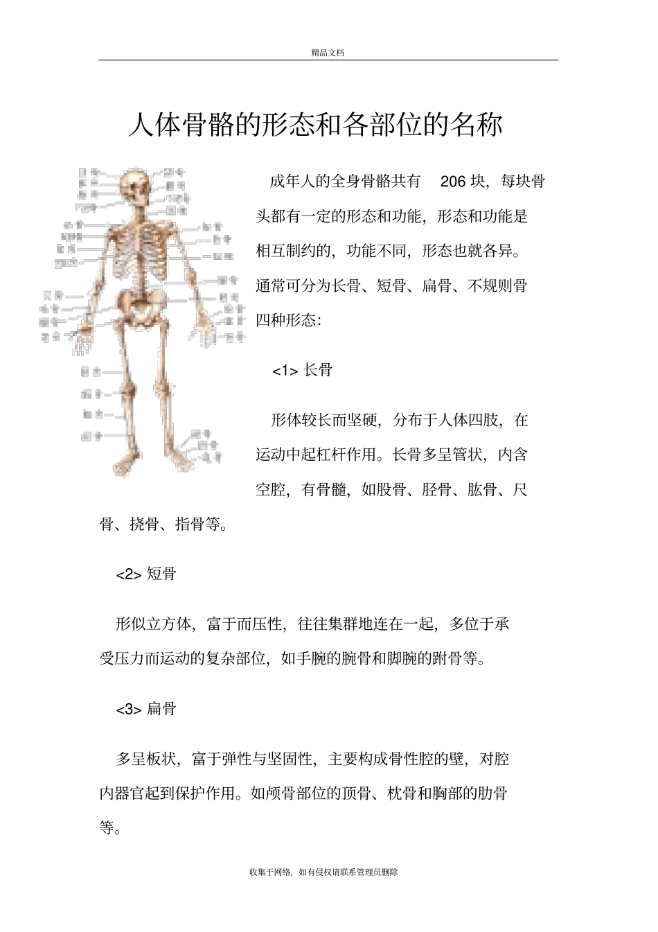 人体骨骼的形态和各部位的名称知识讲解_第2页