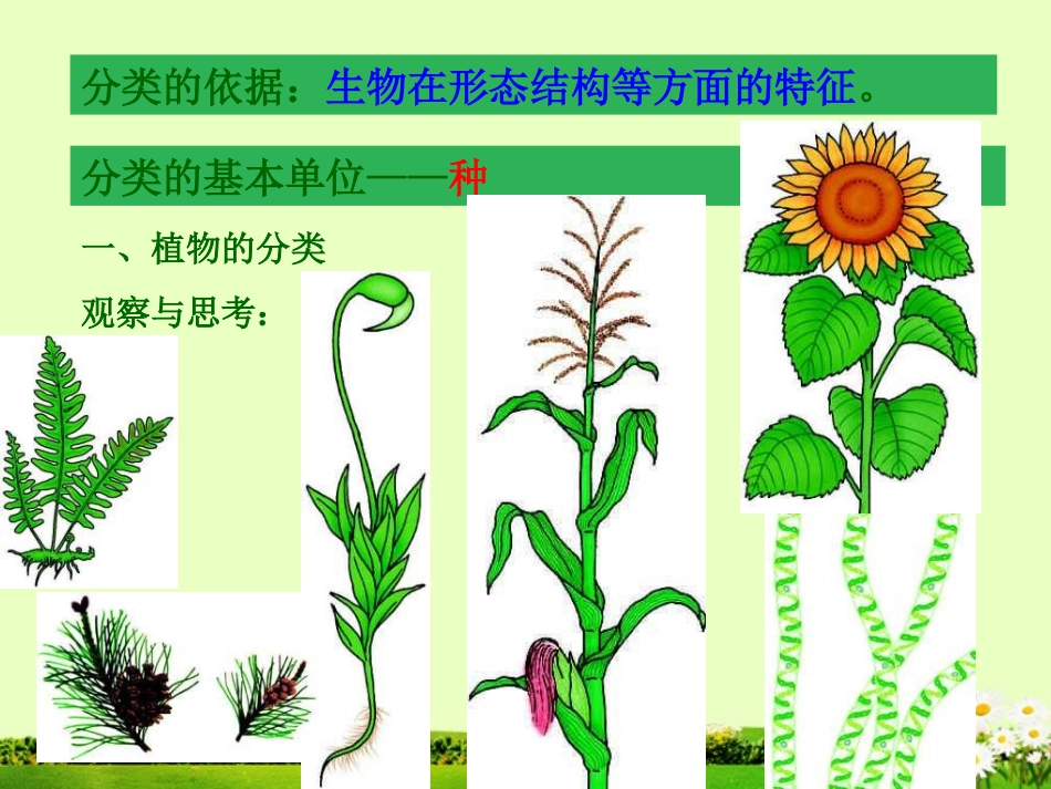 湖北省武汉市北大附中武汉为明实验中学八年级生物《尝试对生物进行分类》课件_第3页